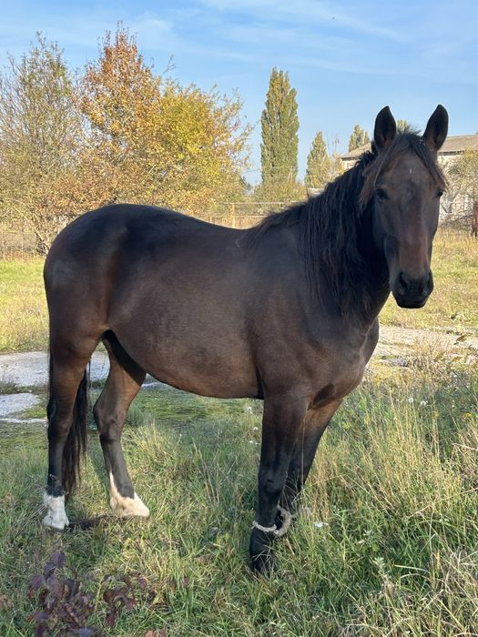 Продам робоччу кобилу спокійну 7 років, жеребна!