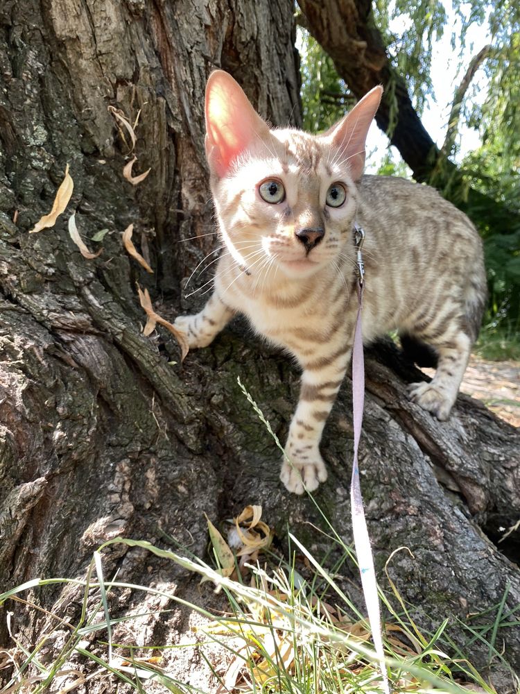 Снежный бенгальский кот
