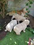 Golden Retriever złoty