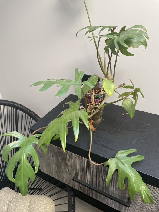 Продам филодендроны