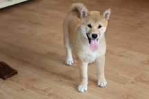SUCZKA * Shiba Inu * HIKARI * Gotowa do Odbioru