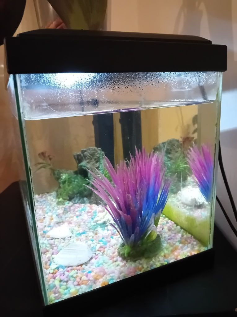 Aquário completo + 2 peixes
