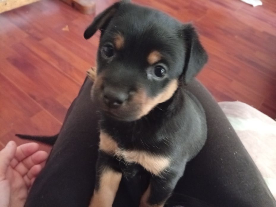 Sunia suczka oddam za darmo NOWY SĄCZ