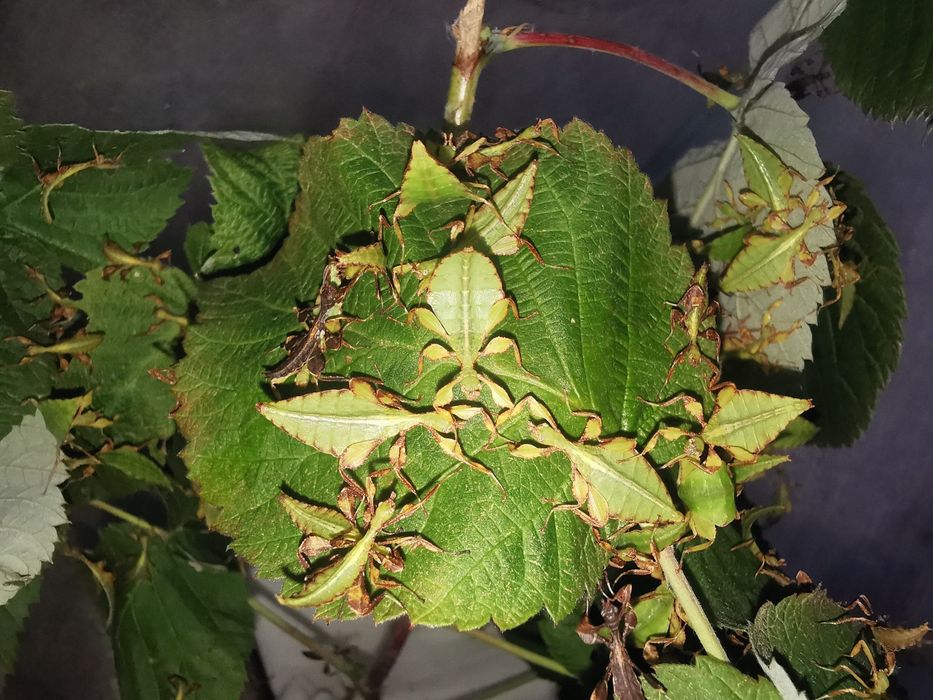 Phyllium Letiranti Tataba, liśćce Tataba