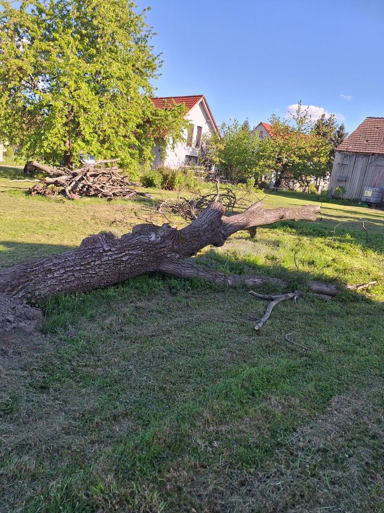 Drzewo orzecha pień