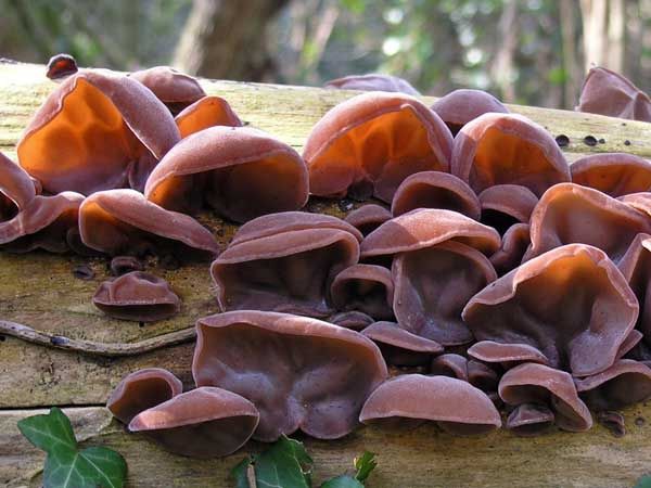 Uszak bzowy suszony ( grzyby mun) 50 gr