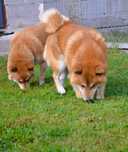 Szczeniak Shiba Inu rezerwacja.