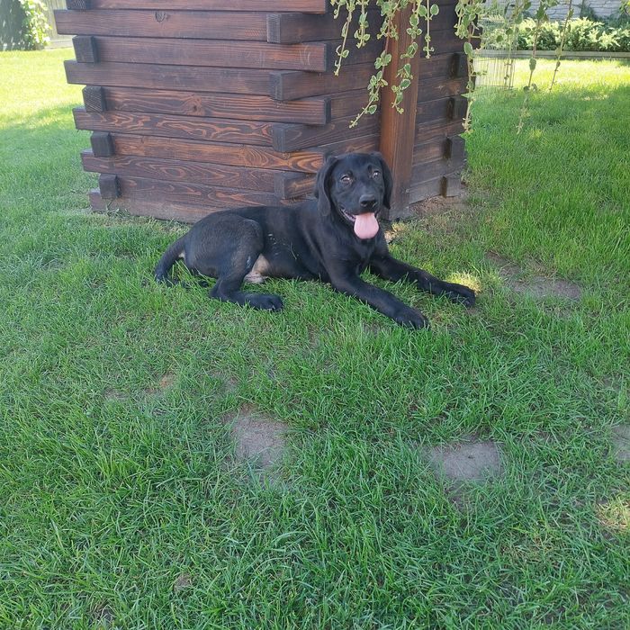 Labrador czarny szczeniak!