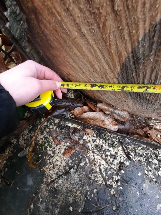 продам ствол ореха