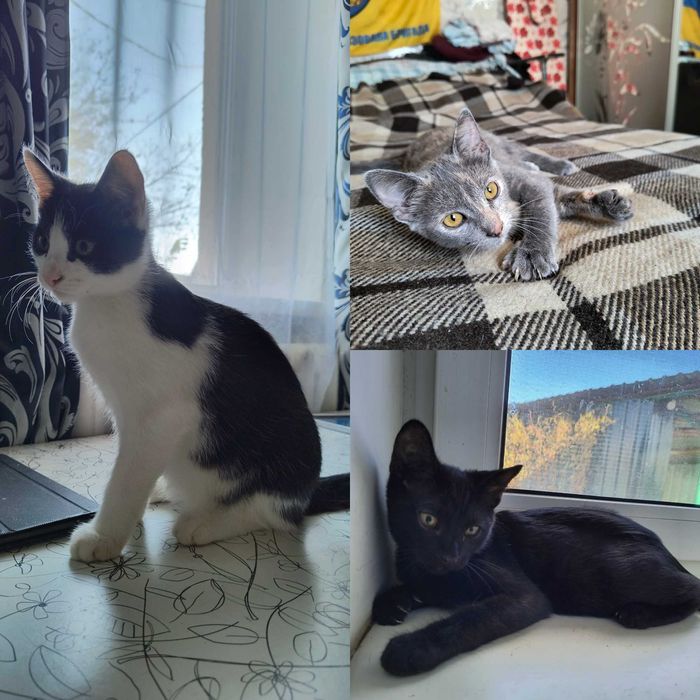 Кошенята, 4 місяці безкоштовно