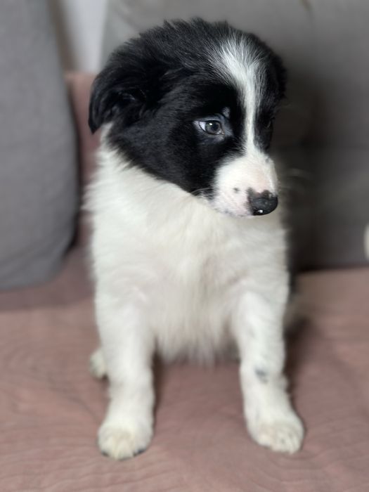 Suczka czarno biała border collie