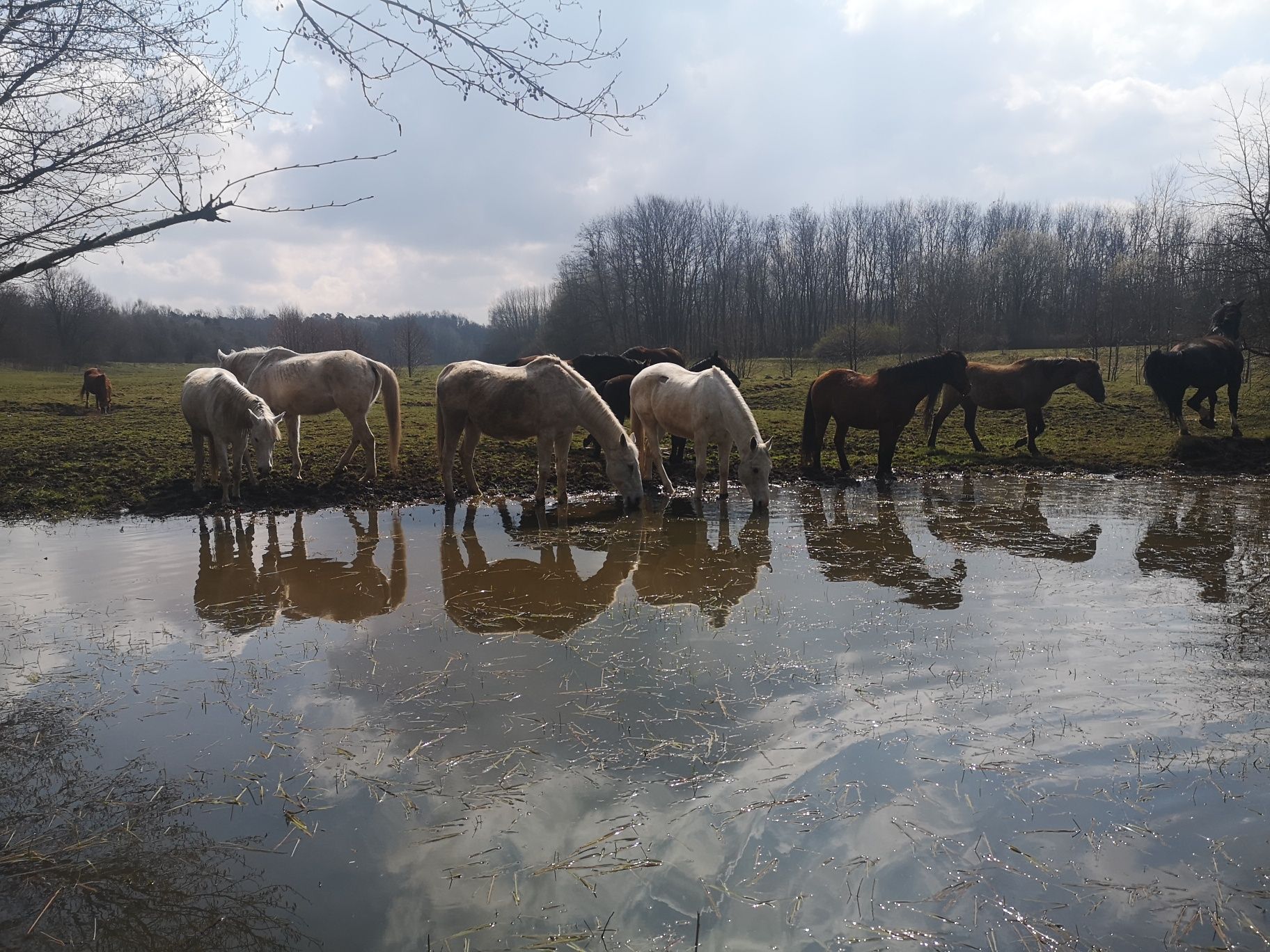 Oddam za darmo obornik koński, super jakość, SZCZĘŚLIWE KONIE, Połomia