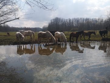 Oddam za darmo obornik koński, super jakość, SZCZĘŚLIWE KONIE, Połomia