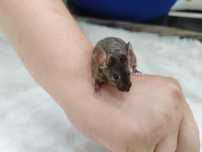 Mysz Dumbo Velvet Agouti Brown (samica) MASSON