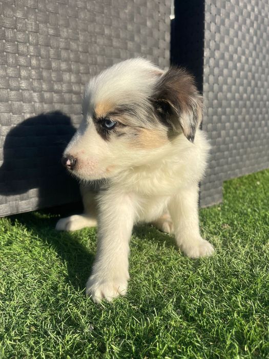 Border Collie Tri blue merle