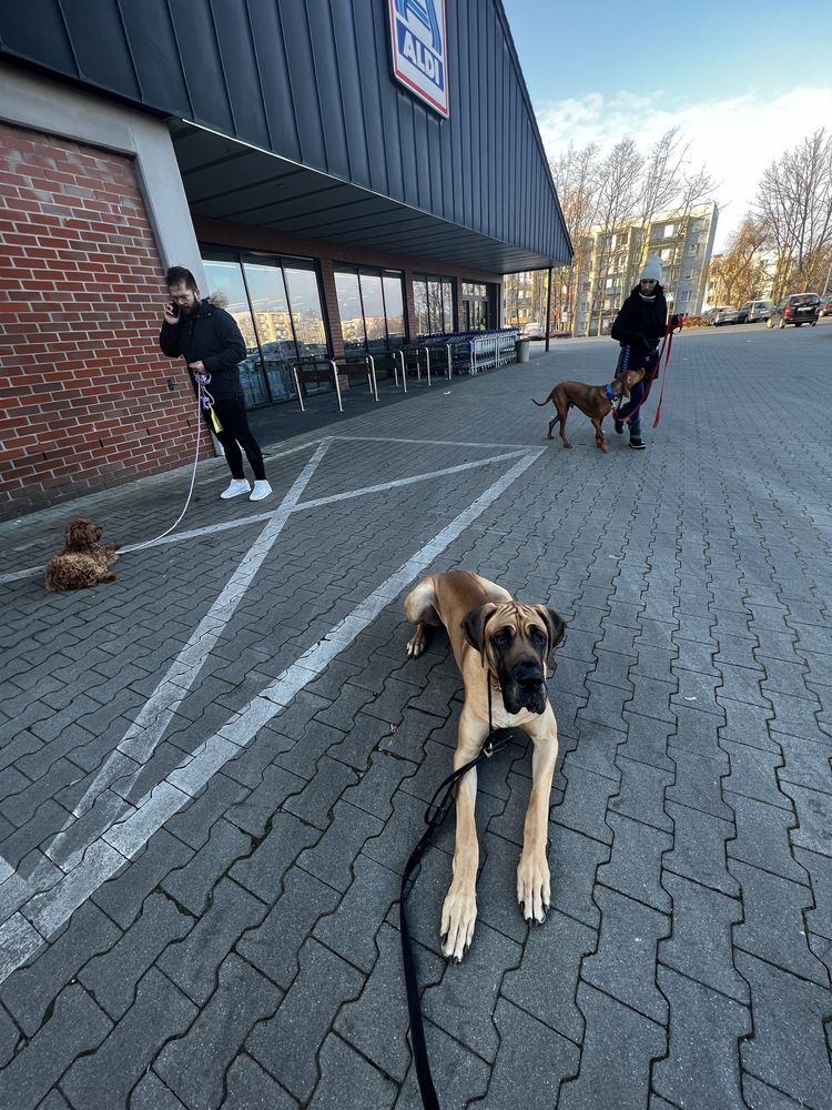 Trening psów / behawiorysta / trener psów /