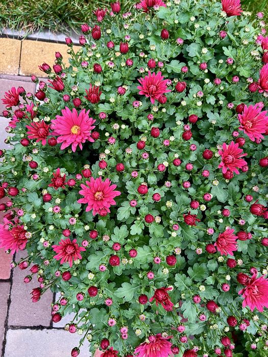 Хризантема мультифлора