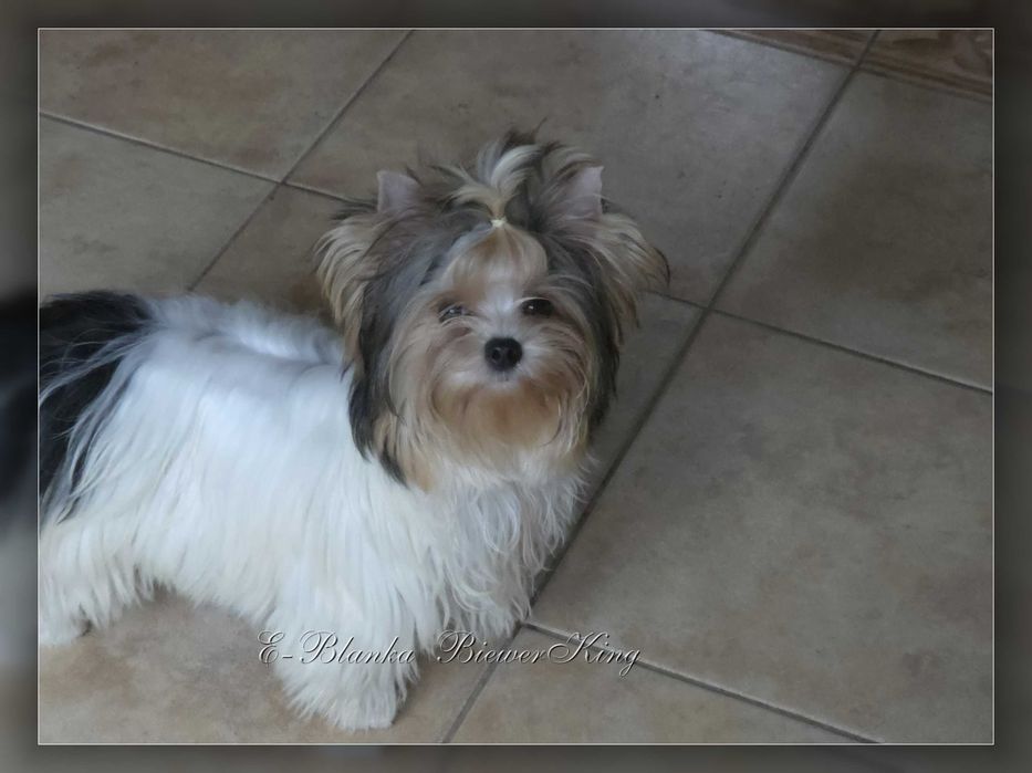 York Biewer Yorkshire Terrier