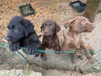 Cachorros Labradores - Castanhos