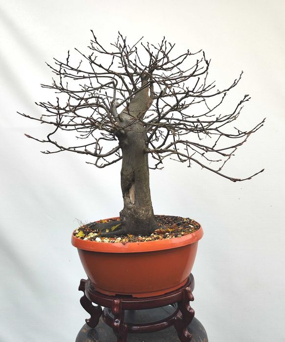 Pre Bonsai grab pospolity