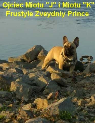 Buldog Francuski FCI  ZKwP , Maluch gotowy do zmiany domu