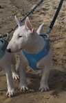 Bull Terrier Miniatura