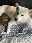 Szczeniaki za darmo do oddania adopcji - matka Akita Inu