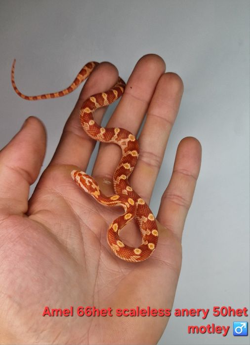 Waz zbożowy węże samce I samiczki het scaleless