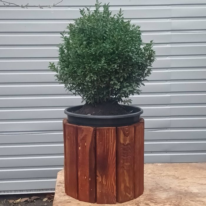 Кашпо з натуральних матеріалів з рослиною