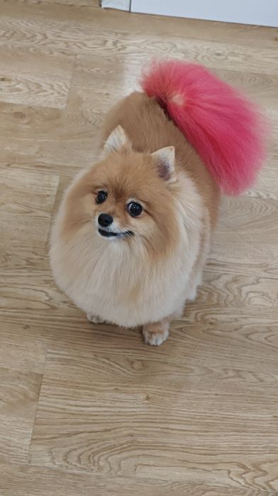 Грумінг. Послуги грумера, стрижка та експрес-лінька собак.