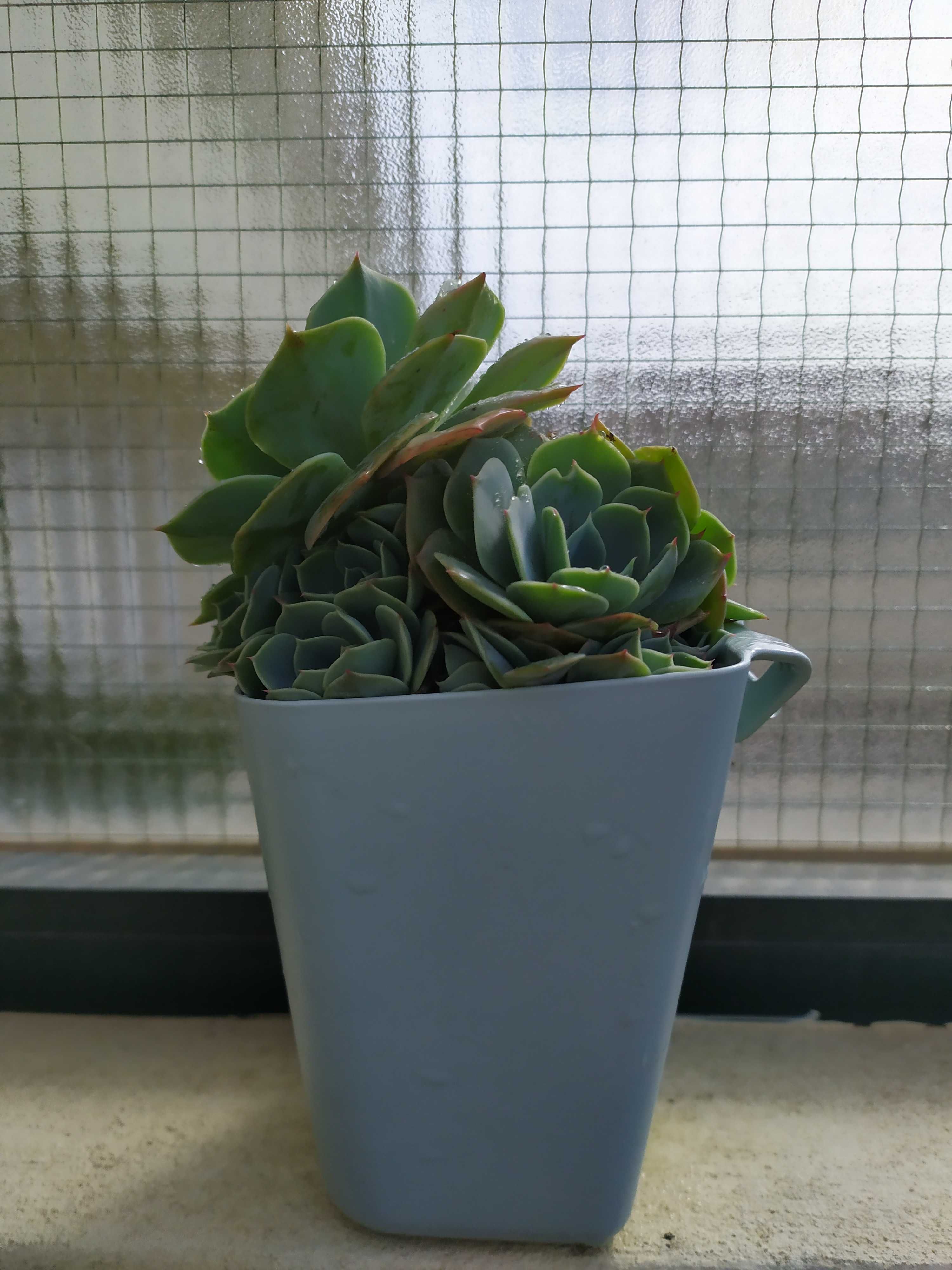 Echeveria Peacok