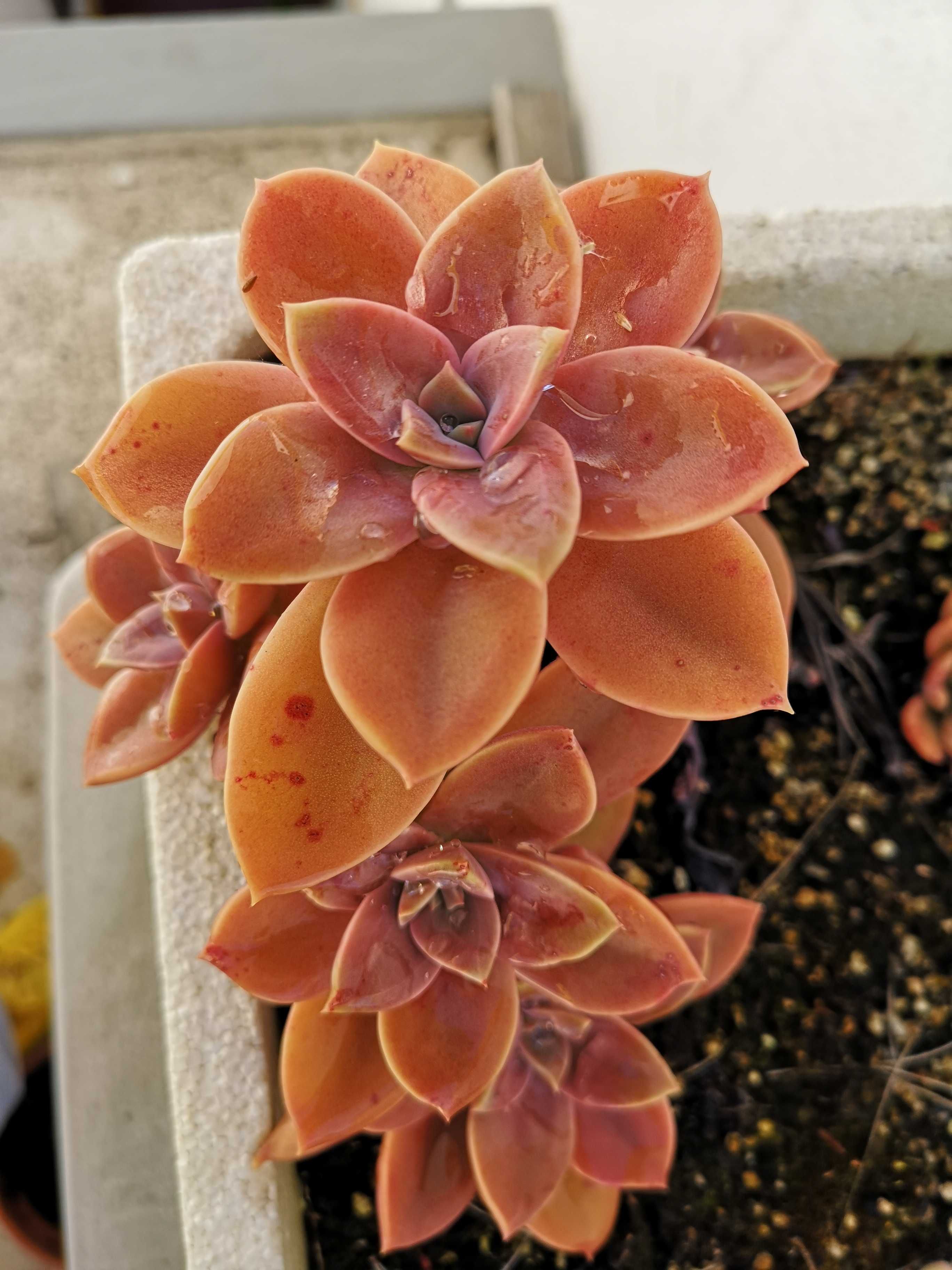 Suculenta Echeveria Fred Ives