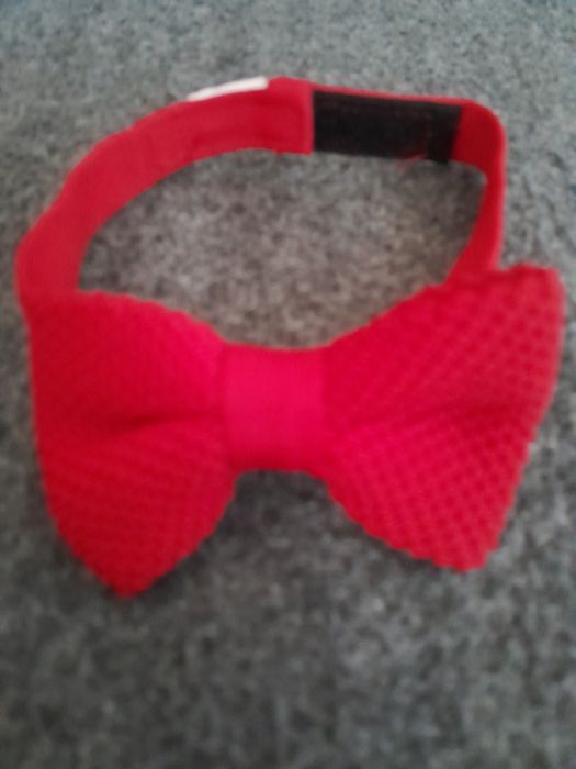 Метелик для джентльмена