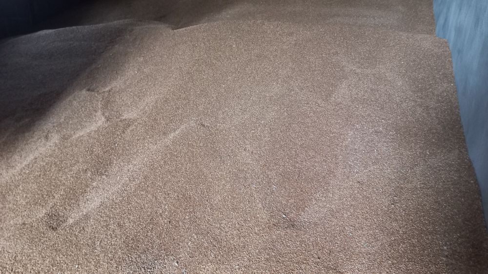 Pszenżyto ozime Tadeus