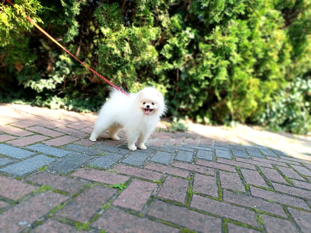 Pomeranian Szpic, z dokumentami FCI
