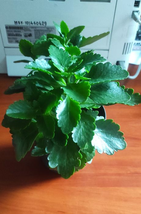 Каланхоэ цветущий