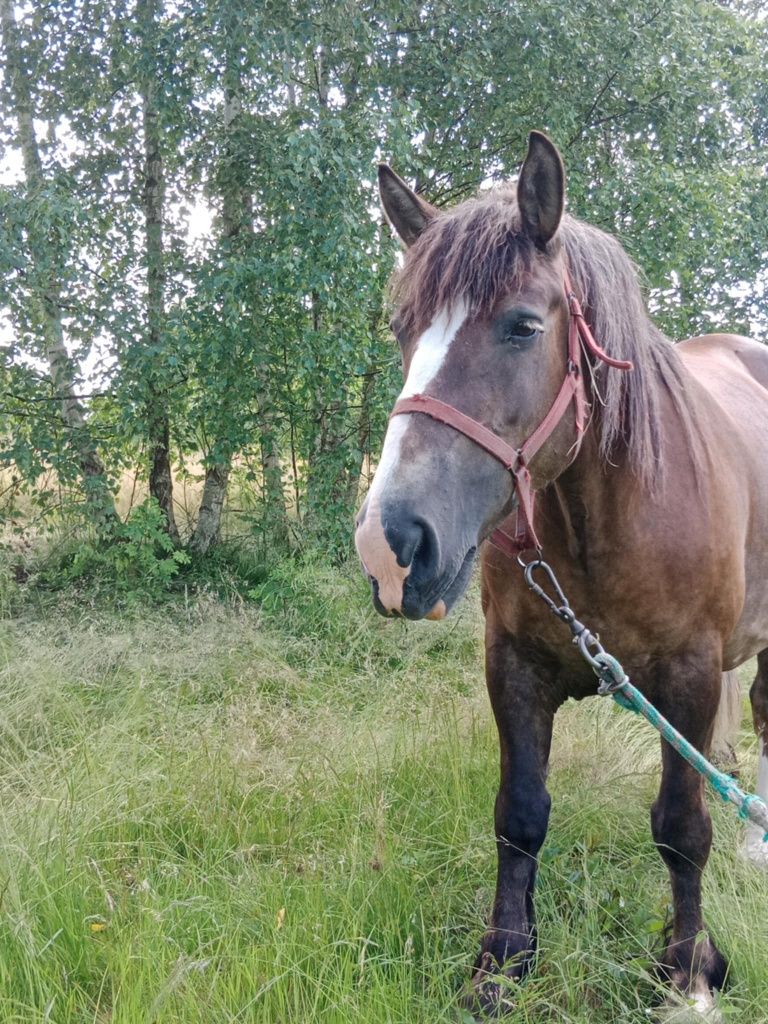 Sprzedam klacz zimnokrwistą ze źrebakiem