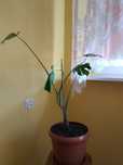 Filodendron sprzedam