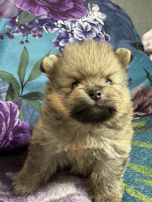 Szpic miniaturowy pomeranian