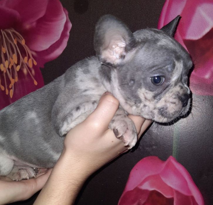 Голубые Мерле девочка и мальчик