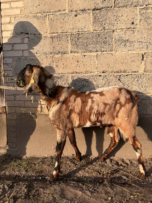 Sprzedam kozła anglonubijskiego z rodowodem