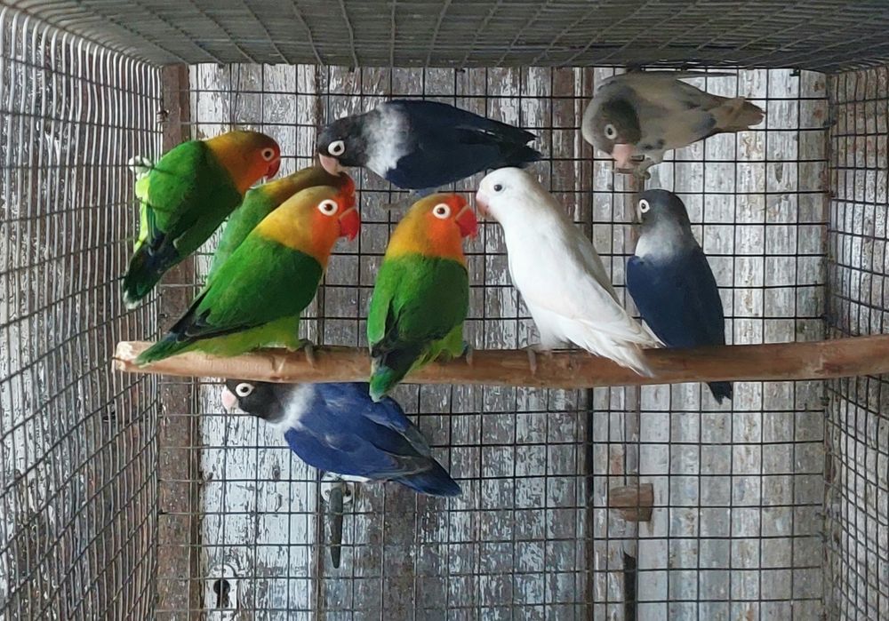 Aves em excelente estado