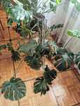 Monstera w doniczce.