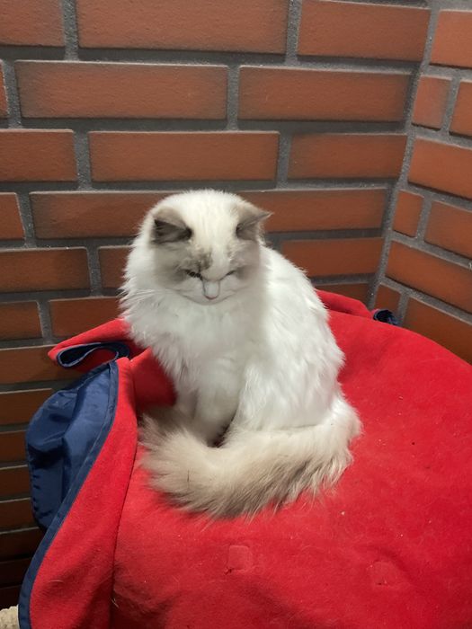 Kotka ragdoll wystawowo-hodowlana