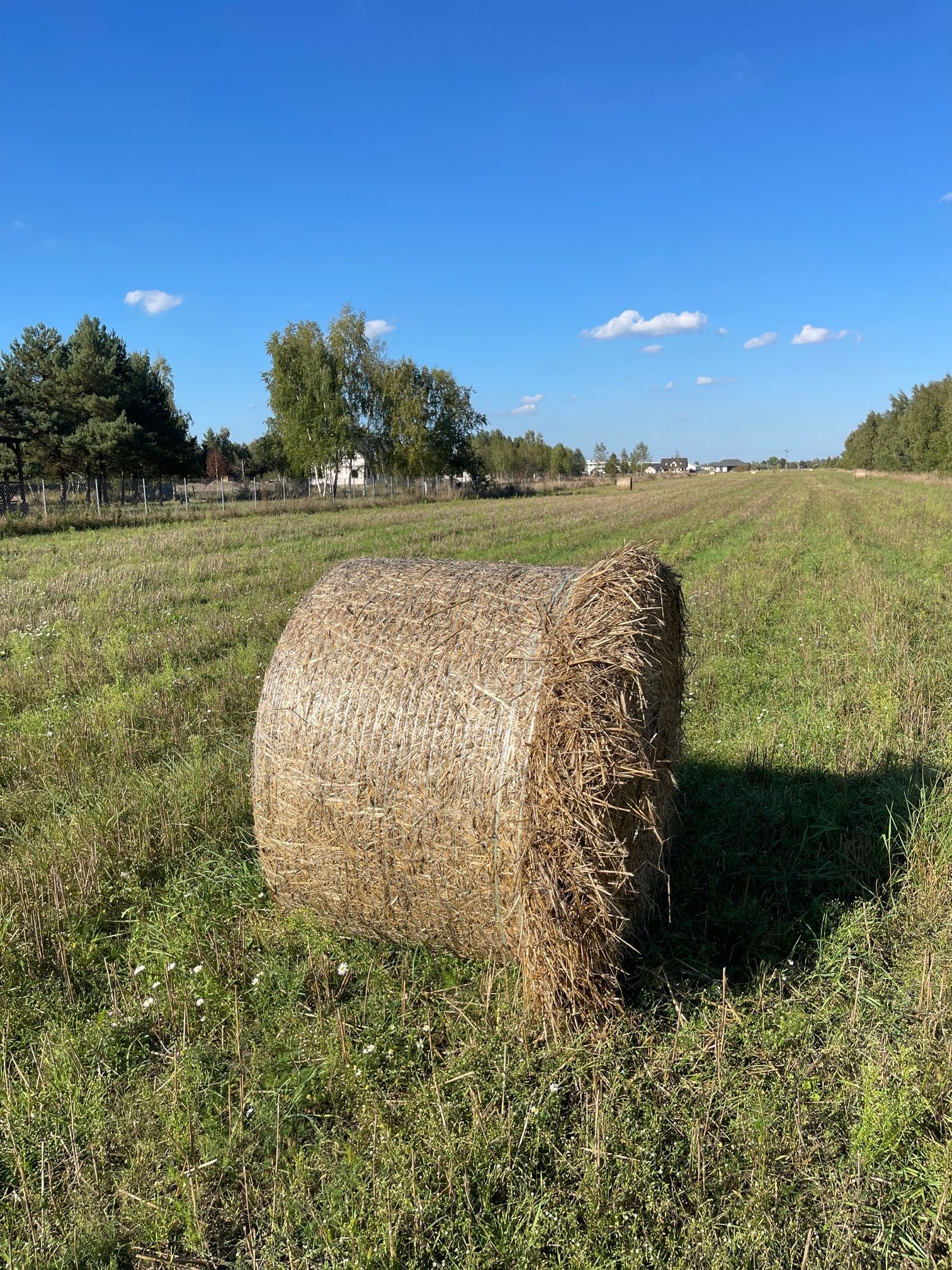 Sprzedam tegoroczne bele słomy Słoma żytnia 2023 mam 7 Bel 145cm