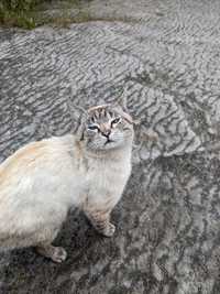Котик тайський кастрований шукаємо відповідальну родину