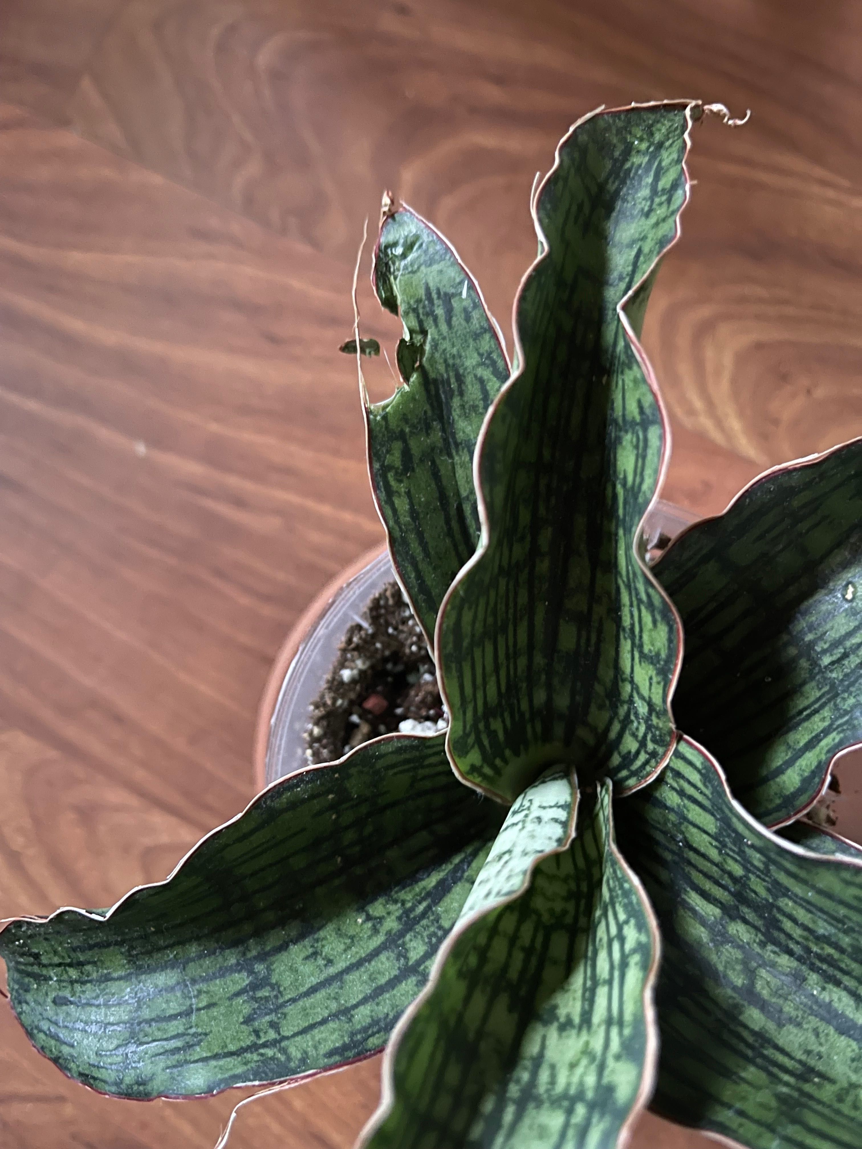 Sansevieria Cleopatra