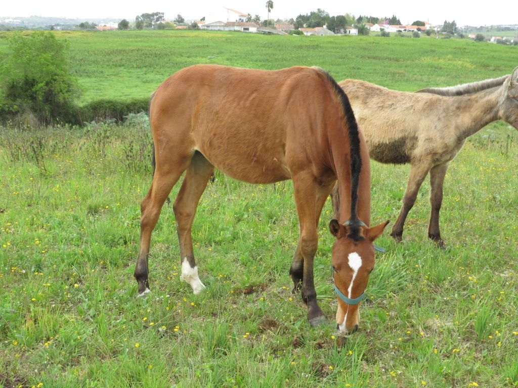 Poldra Luso-Warmblood de 2 anos