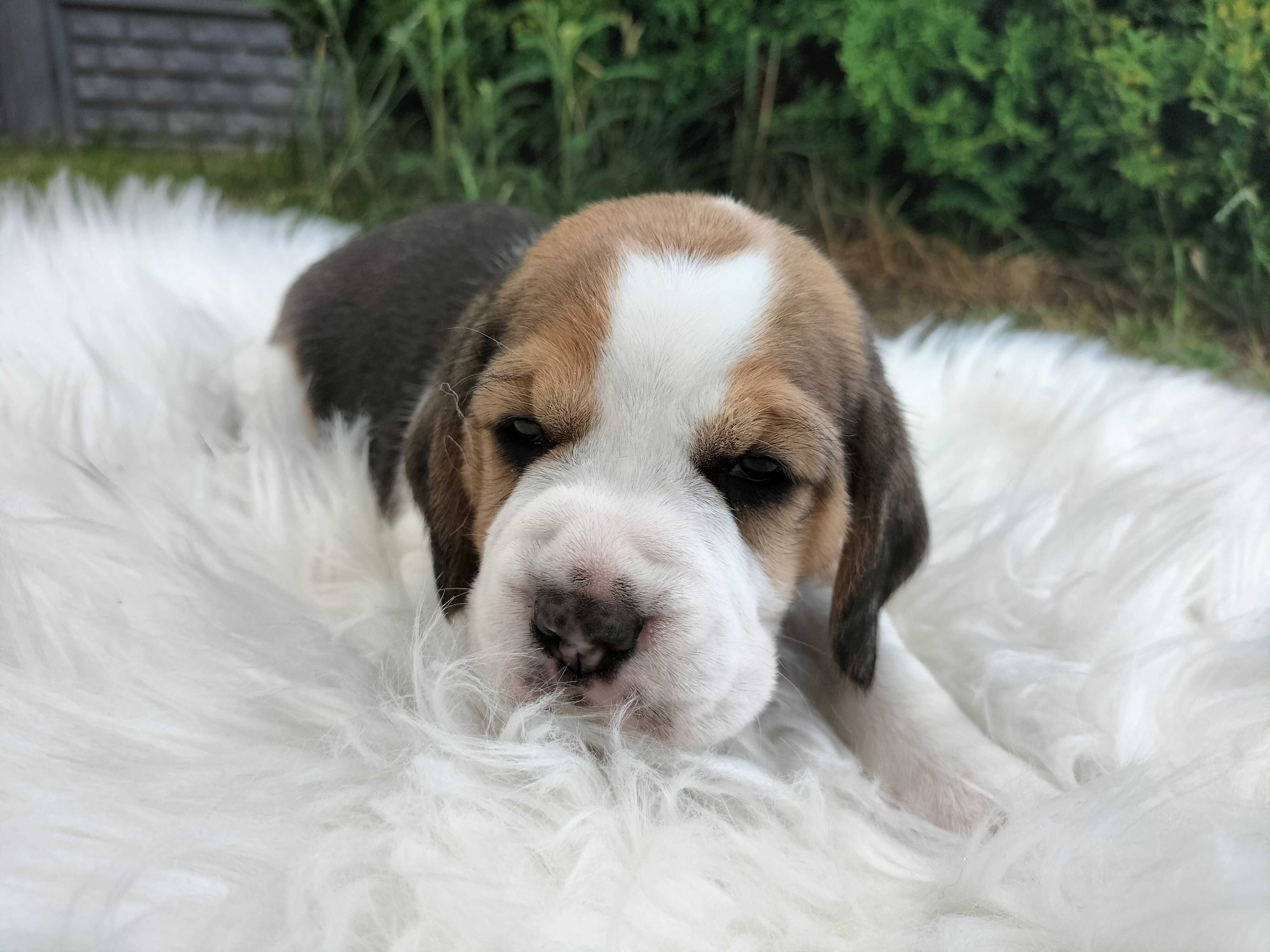 Sunia rasy Beagle Lila