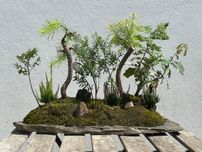 Florestas Bonsai